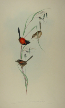 John Gould's Birds of Australia